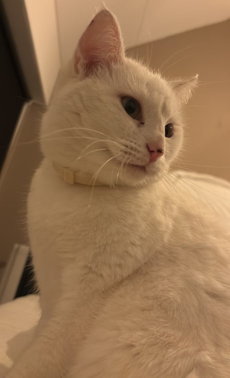 Kat Europese korthaar of huiskat