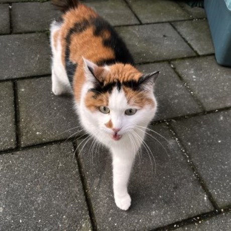 Kat Europese korthaar of huiskat