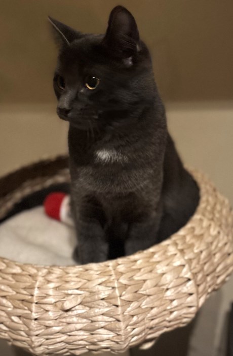 Kat Europese korthaar of huiskat