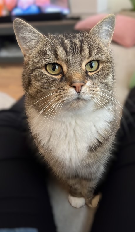 Kat Europese korthaar of huiskat