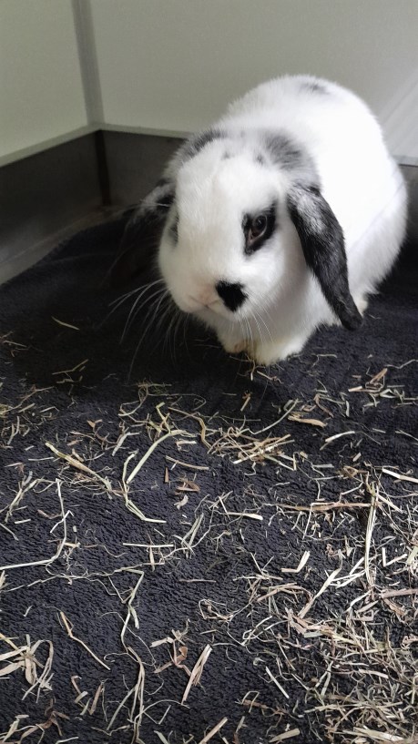 Knaagdier / Haasachtige Konijn