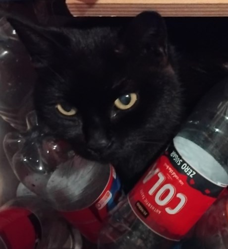 Kat Europese korthaar of huiskat