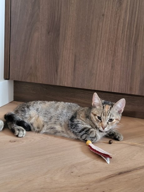 Kat Europese korthaar of huiskat