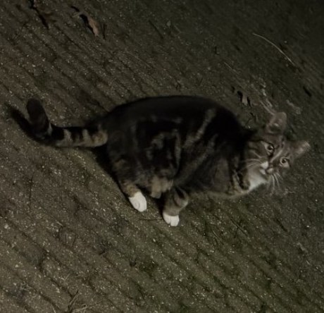 Kat Europese korthaar of huiskat