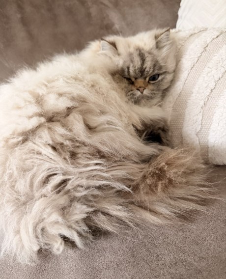 Kat Brits langhaar X