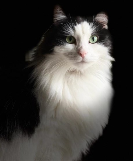 Kat Maine Coon