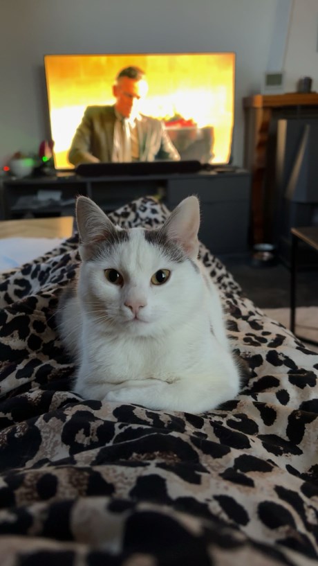 Kat Europese korthaar of huiskat