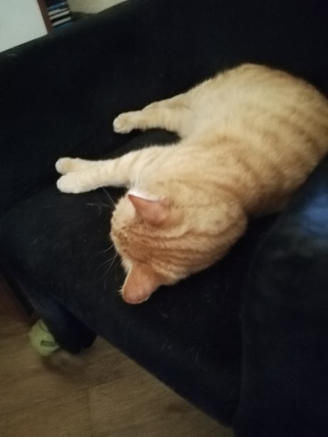 Kat Europese korthaar of huiskat