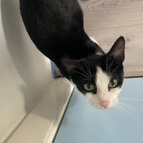 Kat Europese korthaar of huiskat