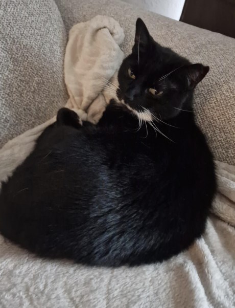 Kat Europese korthaar of huiskat