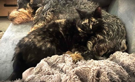 Kat Brits korthaar X