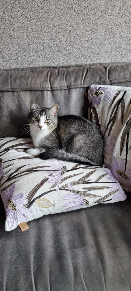 Kat Europese korthaar of huiskat