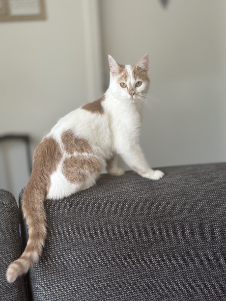 Kat Europese korthaar of huiskat