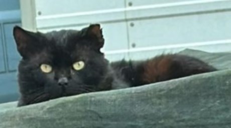 Kat Europese korthaar of huiskat