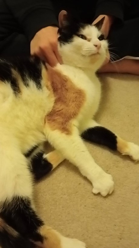 Kat Europese korthaar of huiskat