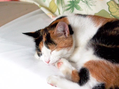 Kat Europese korthaar of huiskat