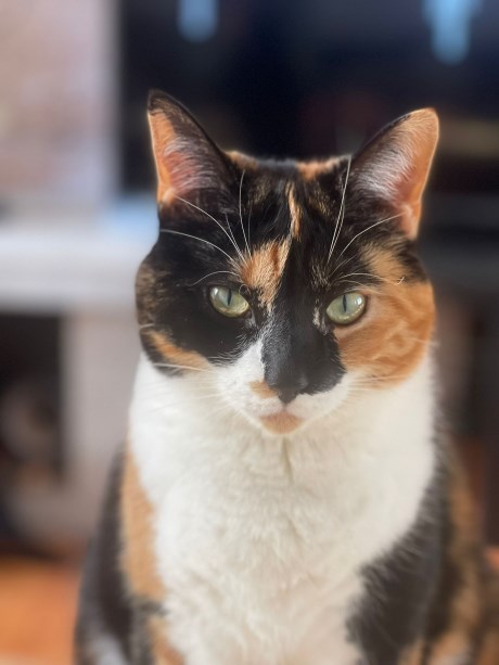 Kat Europese korthaar of huiskat