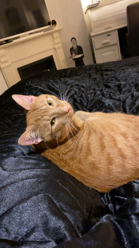 Kat Europese korthaar of huiskat