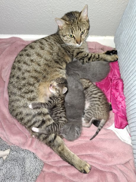 Kat Europese korthaar of huiskat