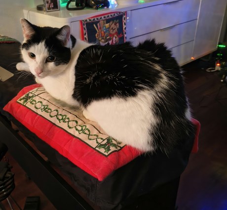 Kat Europese korthaar of huiskat