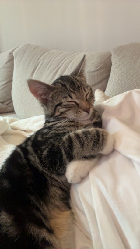 Kat Europese korthaar of huiskat