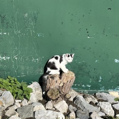 Kat Europese korthaar of huiskat