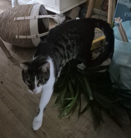 Kat Europese korthaar of huiskat