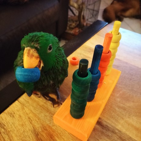 Vogel (Dwerg-)papegaai