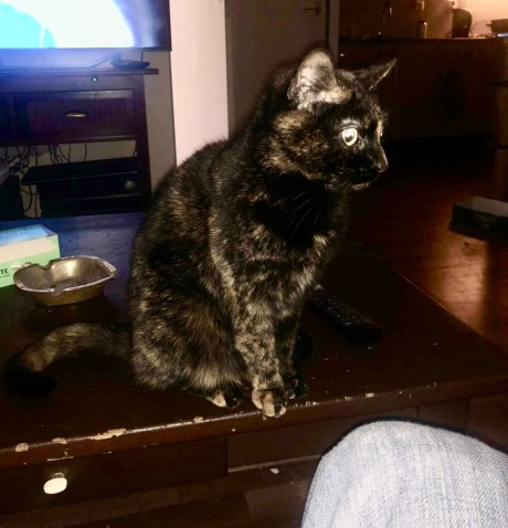 Kat Europese korthaar of huiskat