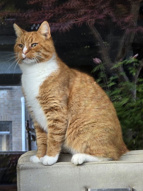 Kat Europese korthaar of huiskat