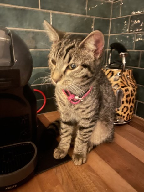 Kat Europese korthaar of huiskat