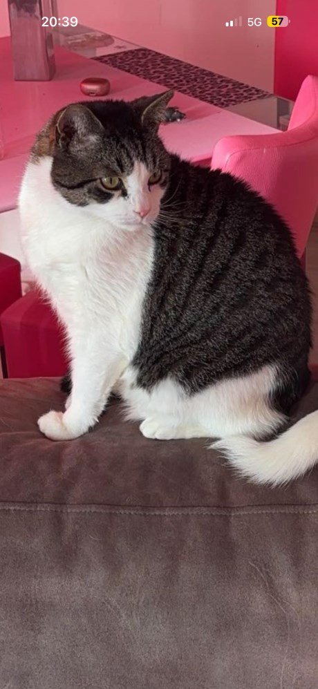 Kat Europese korthaar of huiskat