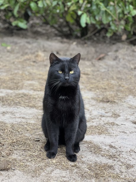 Kat Europese korthaar of huiskat