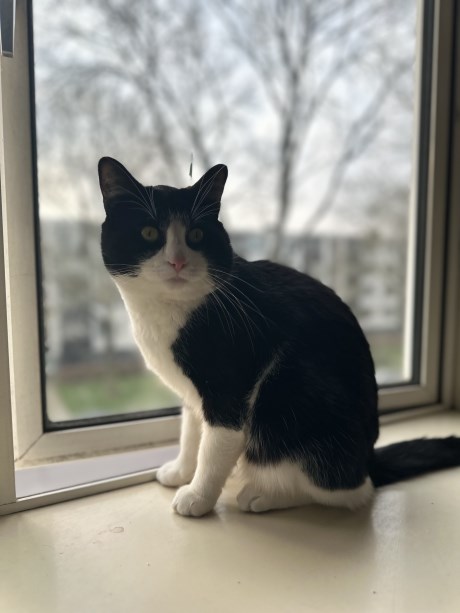 Kat Europese korthaar of huiskat