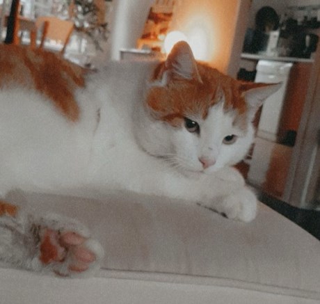 Kat Europese korthaar of huiskat