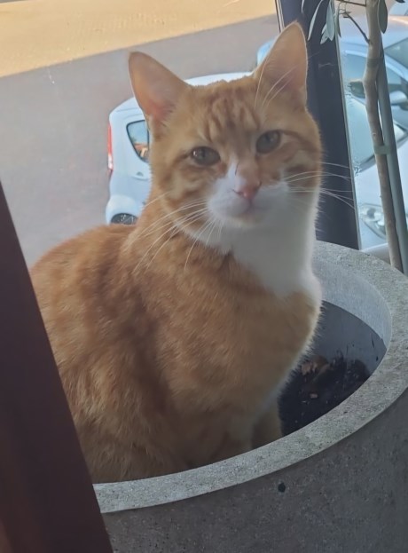 Kat Europese korthaar of huiskat