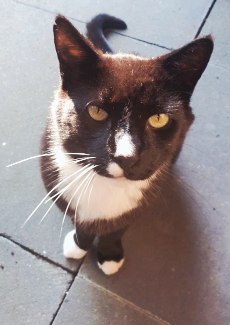 Kat Europese korthaar of huiskat