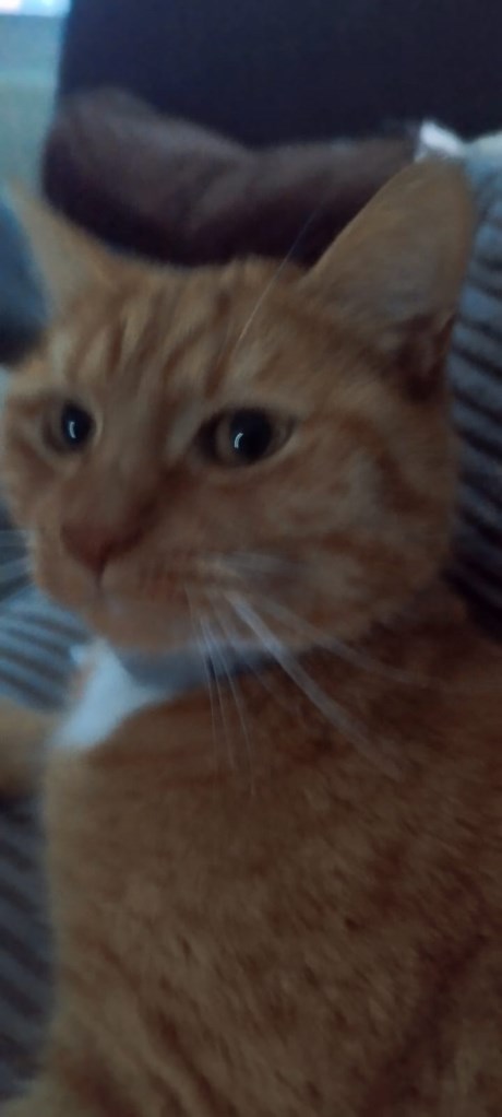 Kat Europese korthaar of huiskat