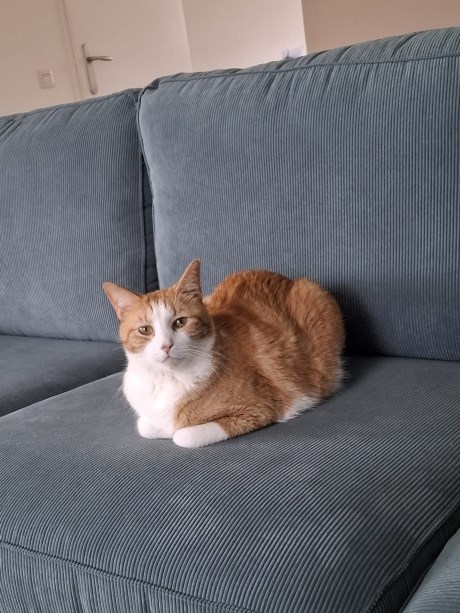 Kat Europese korthaar of huiskat