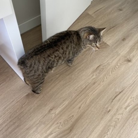 Kat Europese korthaar of huiskat