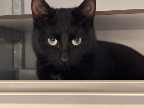 Kat Europese korthaar of huiskat