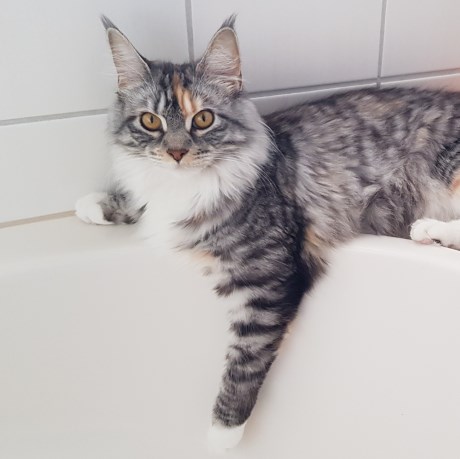 Kat Maine Coon