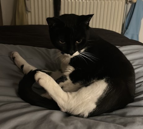 Kat Europese korthaar of huiskat