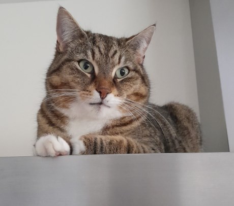 Kat Europese korthaar of huiskat