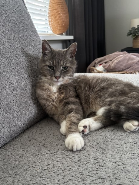 Kat Europese korthaar of huiskat