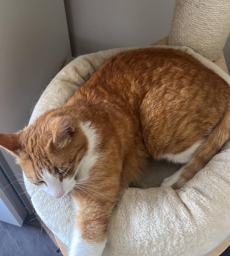 Kat Europese korthaar of huiskat