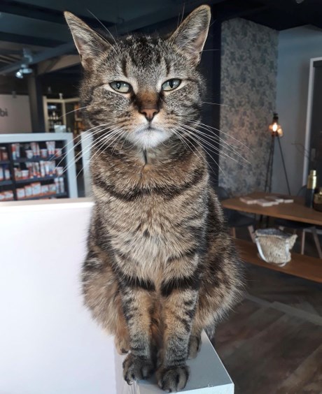 Kat Europese korthaar of huiskat