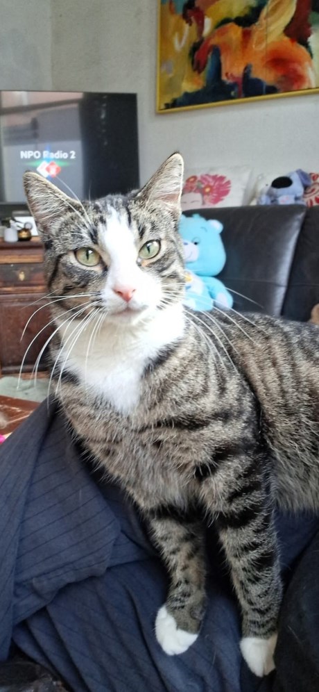 Kat Europese korthaar of huiskat