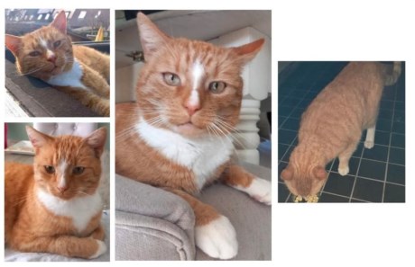 Kat Europese korthaar of huiskat