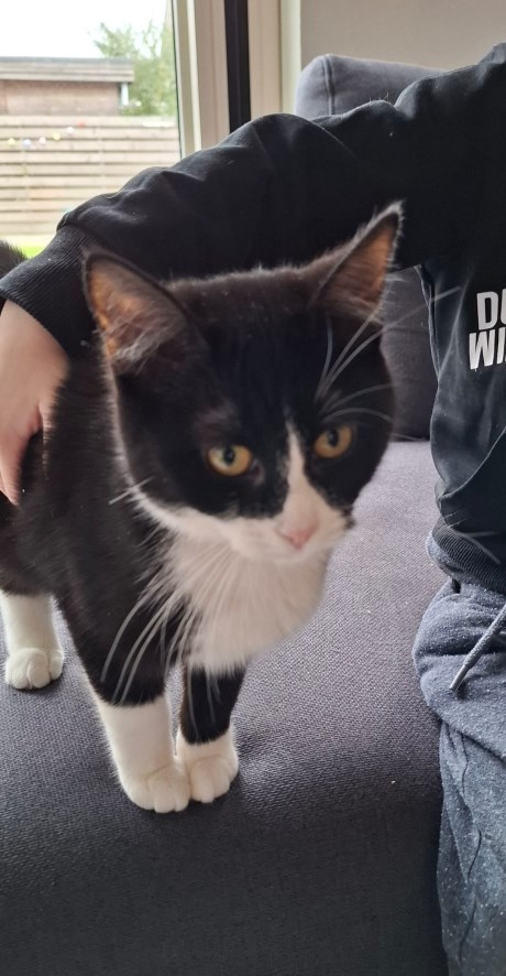 Kat Europese korthaar of huiskat